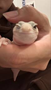 Cute light pink gecko girl for sale