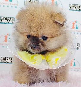 Pomeranian
