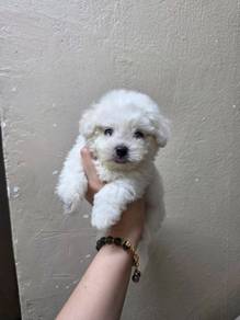 Bichon Frise Baby Girl