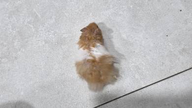 Hamster Syrian Big Bone