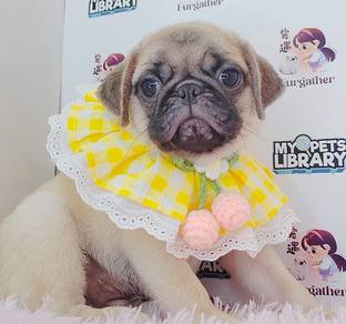 Pug
