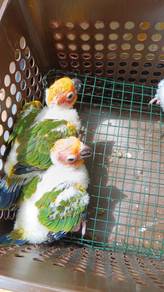 Burung sun conure parrot