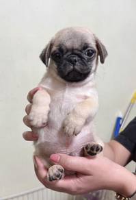 pug. 