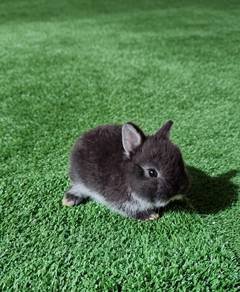 Arnab Netherland dwarf Nd