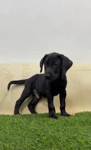 Labrador male black