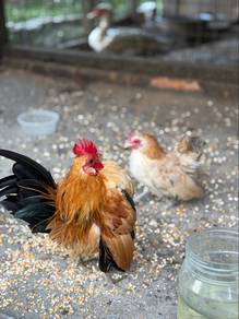 Pre Oder Booking Anak Ayam Serama