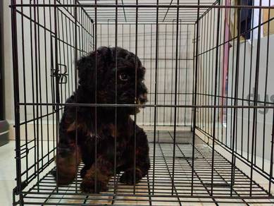 Toy poodle