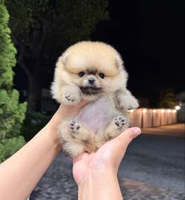 Pomeranian Bear Face Sable Female Puppy