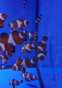Nemo Clownfish