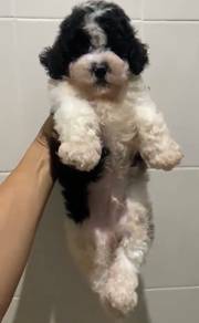 B & W Toy Poodle