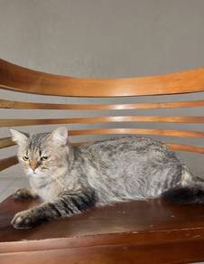 Seeking New Owner For ThaiLung! 🐈