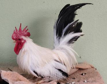 Ayam Japanese Bantam, Black Tail