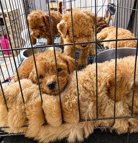 poodle puppies