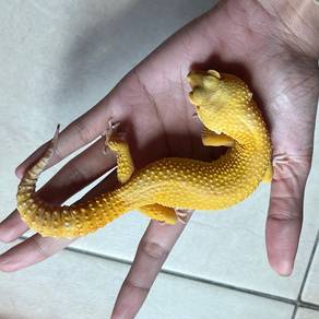 leopard gecko 👇🏻READ FIRST👇🏻