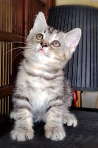American Shorthair kitten