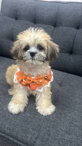 Shih Tzu Female Puppy F-2