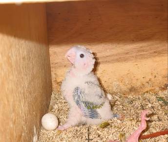 Anak Suap Burung Green Cheek Parrot