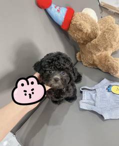 TINY~TOY POODLE PUPPIES A261 🌻 Super Cute