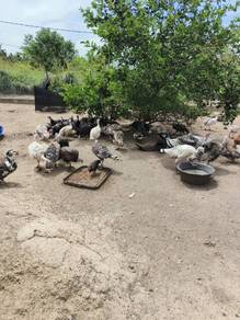Induk betina Ayam belanda