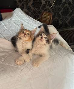 mainecoon cat