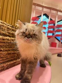 Persian 🐾