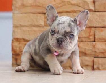 FRENCH BULLDOG PUPPIES VIP208🌻Cute & Healthy Girl