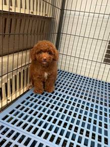 Red Poodle puppy