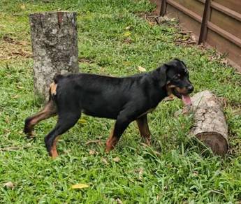 Rottweiler
