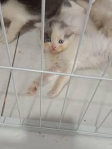 ragdoll mix parsi