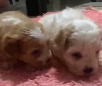 Maltipoo