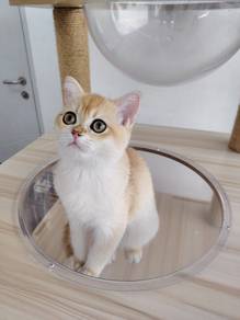 Bsh golden female