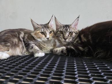 mainecoon black tabby female