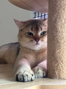 BSH Golden