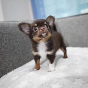 CHIHUAHUA PUPPIES 134 🌷Head Apple Male