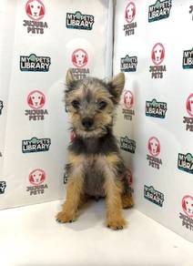 J0018 Silkese Cute Companion Puppy With Sweet Look