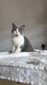 Bicolour British Shorthair Kitten