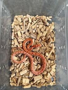 amel tessera corn snake ular jagung