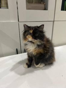 kucing comel
