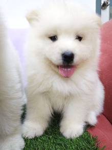 Samoyed mka and microchip