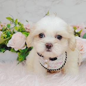 Shih Tzu