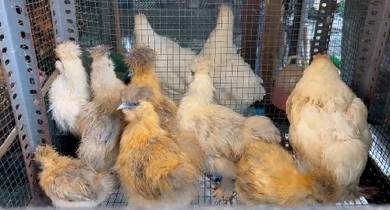 silkie chicken ayam silkie