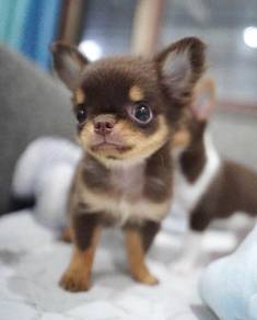 CHIHUAHUA PUPPIES VIP117🌷Head Apple Cute Dog Boy