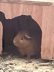 Teddy Guinea Pig for Sale