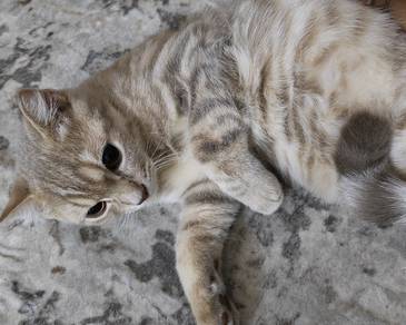 British shorthair