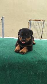Male Rottweiler puppy for sale