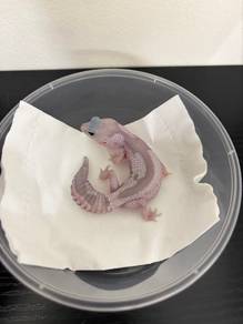 African fat tailed gecko
