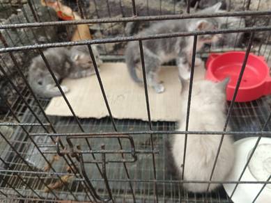 kucing kacuk 