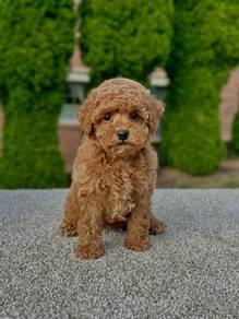 poodle 6