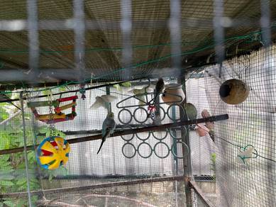 Burung Baji untuk Dijual