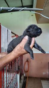 Cane croso
